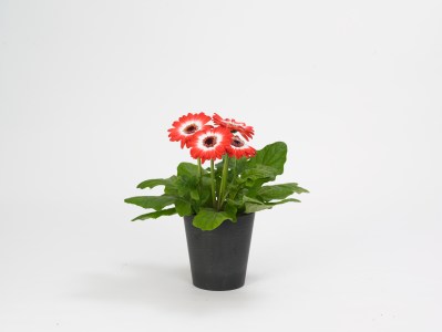 gerbera_revolution_bicolor_red_white.jpg