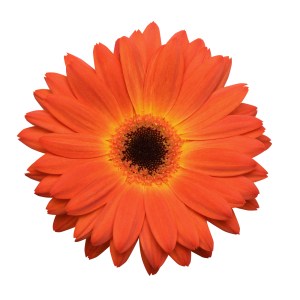 gerbera_revolution_bicolor_yellow_orange.jpg