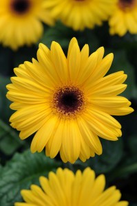 gerbera_revolution_golden_yellow_dark_eye.jpg