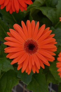 gerbera_revolution_pastel_orange.jpg