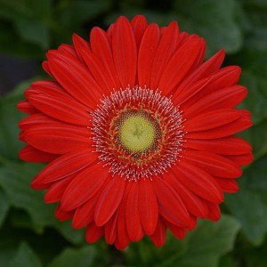 gerbera_revolution_red_light_eye.jpg