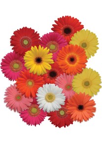 gerbera_revolution_select_mix.jpg