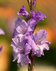 gladiolus-milka-12-14