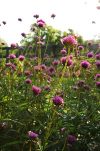 gomphrena_fireworks3