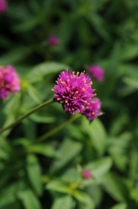 gomphrena_fireworks4