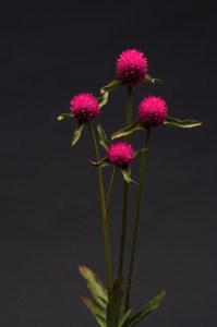 gomphrena_qis_carmine