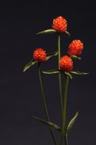 gomphrena_qis_orange