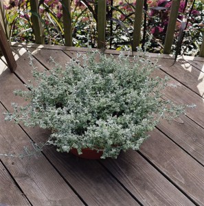 helichrysum_silver_mist2