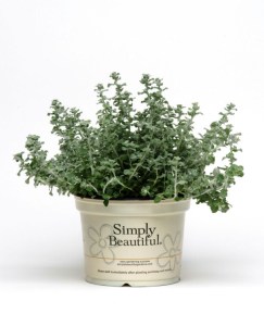 helichrysum_silver_mist