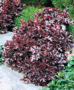 heuchera_metling_fire