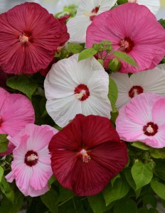 hibiscus_luna_mix