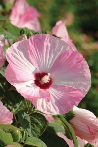 hibiscus_luna_pink_swirl