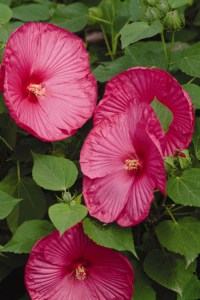 hibiscus_luna_rose3