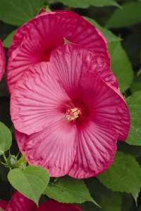 hibiscus_luna_rose4