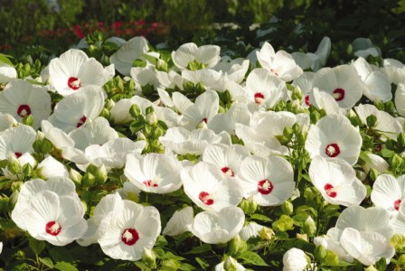 hibiscus_luna_white