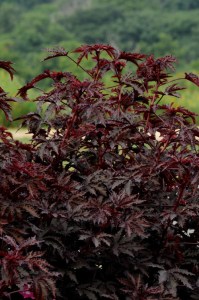 hibiscus_mahagony_splendour2