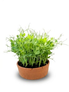 hrach-drobnozrnny-mg-1