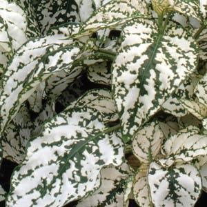 hypoestes_splash_select_white.jpg
