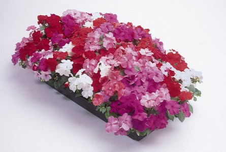 impatiens_super_elfin_mix