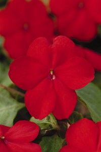 impatiens_super_elfin_xp_red