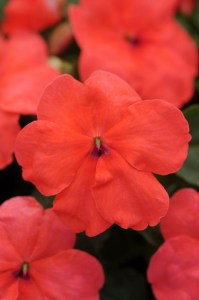 impatiens_super_elfin_xp_salmon4