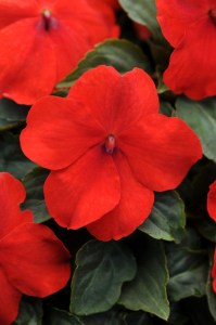 impatiens_super_elfin_xp_scarlet