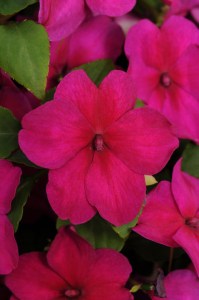 impatiens_super_elfin_xp_violet