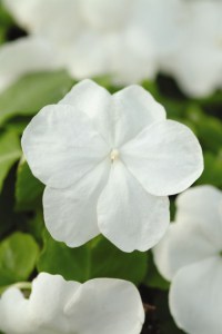 impatiens_super_elfin_xp_white_