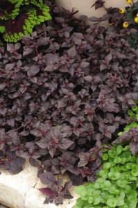 iresine_purple_lady2