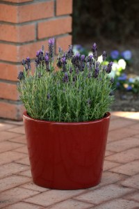 lavandula_bandera_purple2