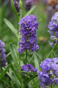lavandula_ellegance_purple2