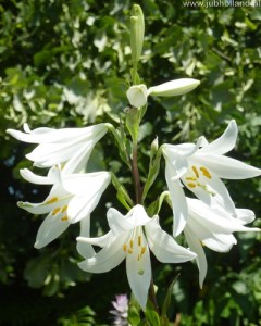lilium_candidum
