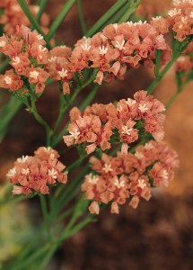 limonium_qis_apricot.jpg