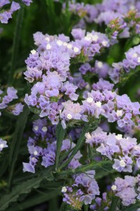 limonium_qis_lavender.jpg