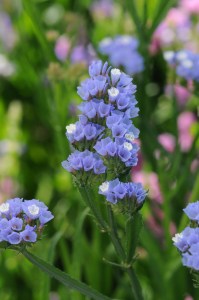 limonium_qis_pale_blue.jpg