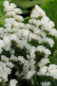 limonium, biela limonka, statice, 