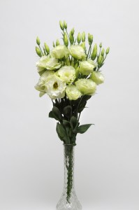 lisianthus_abc_1_green.jpg