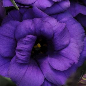 lisianthus_abc_1_purple