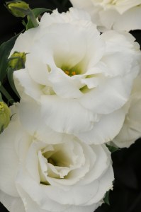 lisianthus_abc_1_white.jpg