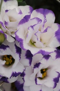lisianthus_abc_2_blue_rim7