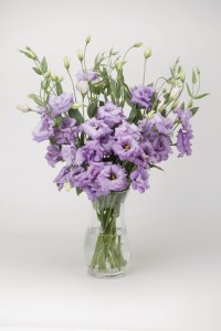 lisianthus_abc_2_lavender7