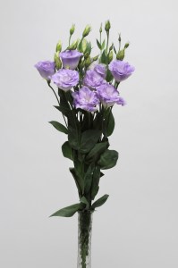 lisianthus_abc_2_misty_blue5