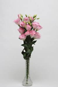lisianthus_abc_2_misty_pink2