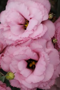 lisianthus_abc_deep_rose