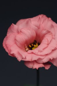 lisianthus_flare_deep_rose_23