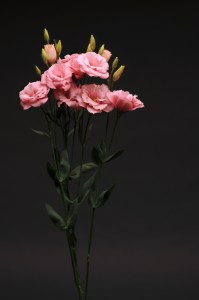 lisianthus_flare_deep_rose_45
