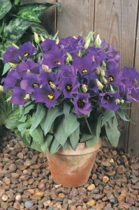 lisianthus_florida_blue