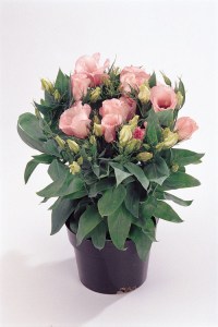 lisianthus_florida_pink
