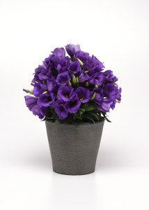 lisianthus_sapphire_blue7