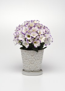 lisianthus_sapphire_blue_chip1